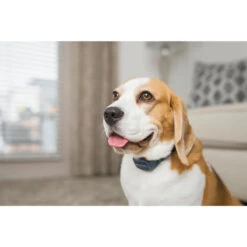 PetSafe ANTI ABOIEMENT SONORE RECHARGEABLE -Plein Air Pêche Magasin anti aboiement sonore rechargeable 6