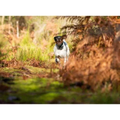 PACK COLLIER + TÉLÉCOMMANDE DE DRESSAGE POUR CHIEN NUM'AXES CANICOM 1500 -Plein Air Pêche Magasin pack collier telecommande de dressage pour chien numaxes canicom 1500 3